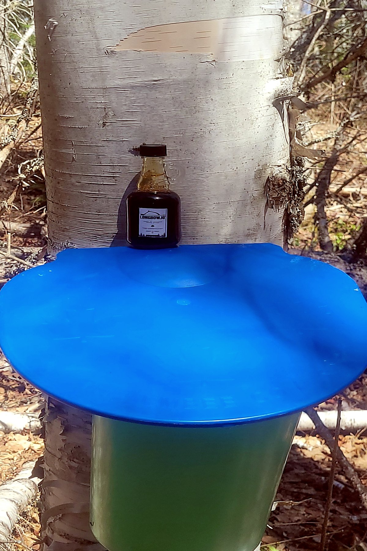 Récolte de sève de bouleau et bouteille LongbowJo
