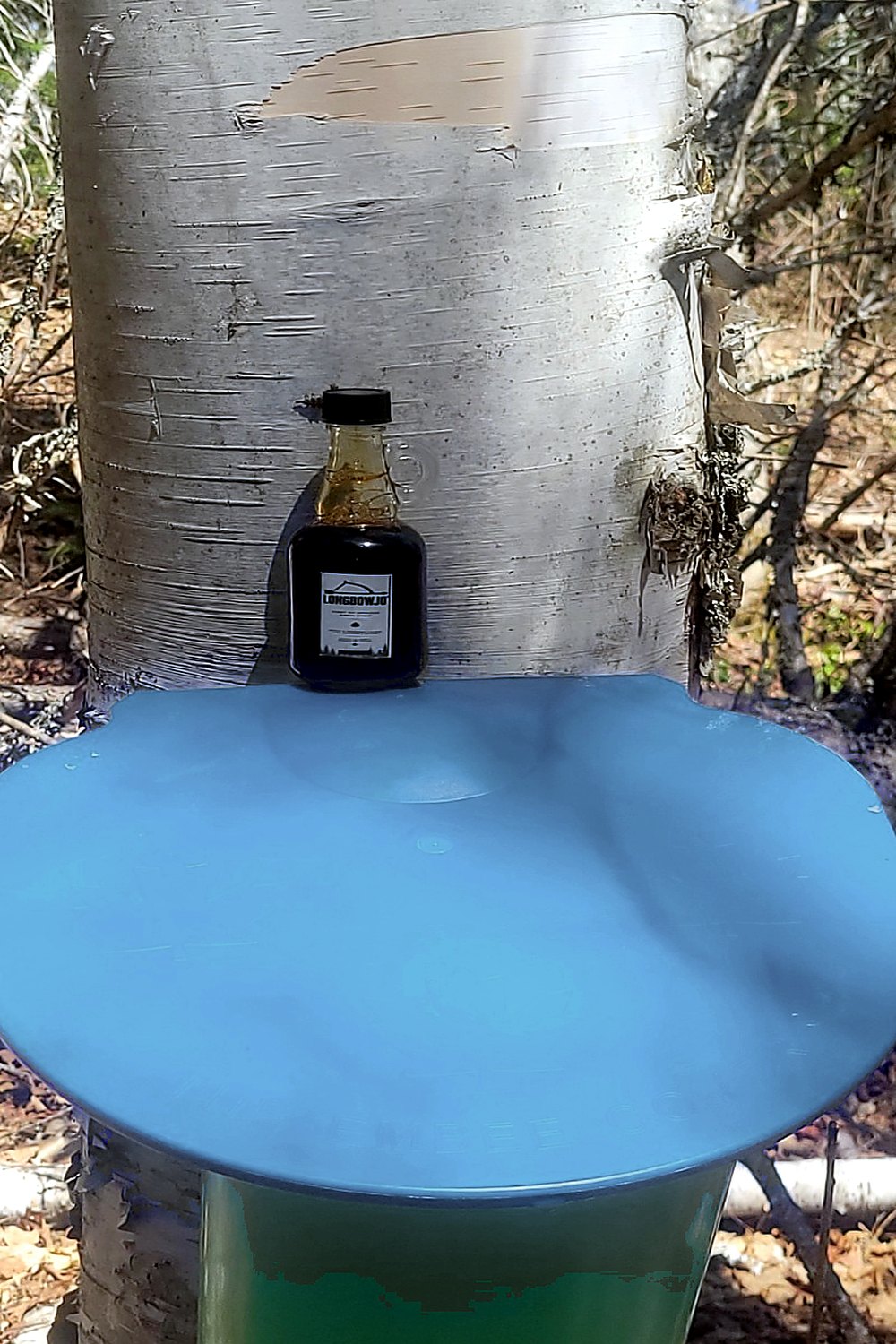 Bouteille de sirop de bouleau LongbowJo près d’un bouleau