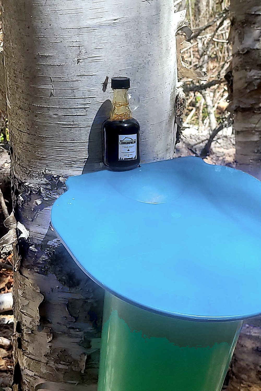 Bouleau, chaudière de sève et bouteille LongbowJo